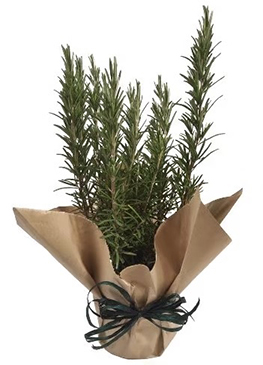 Pianta-aromatica
