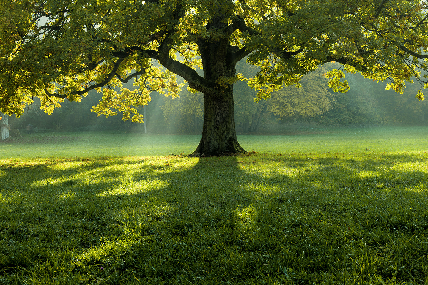natura natura